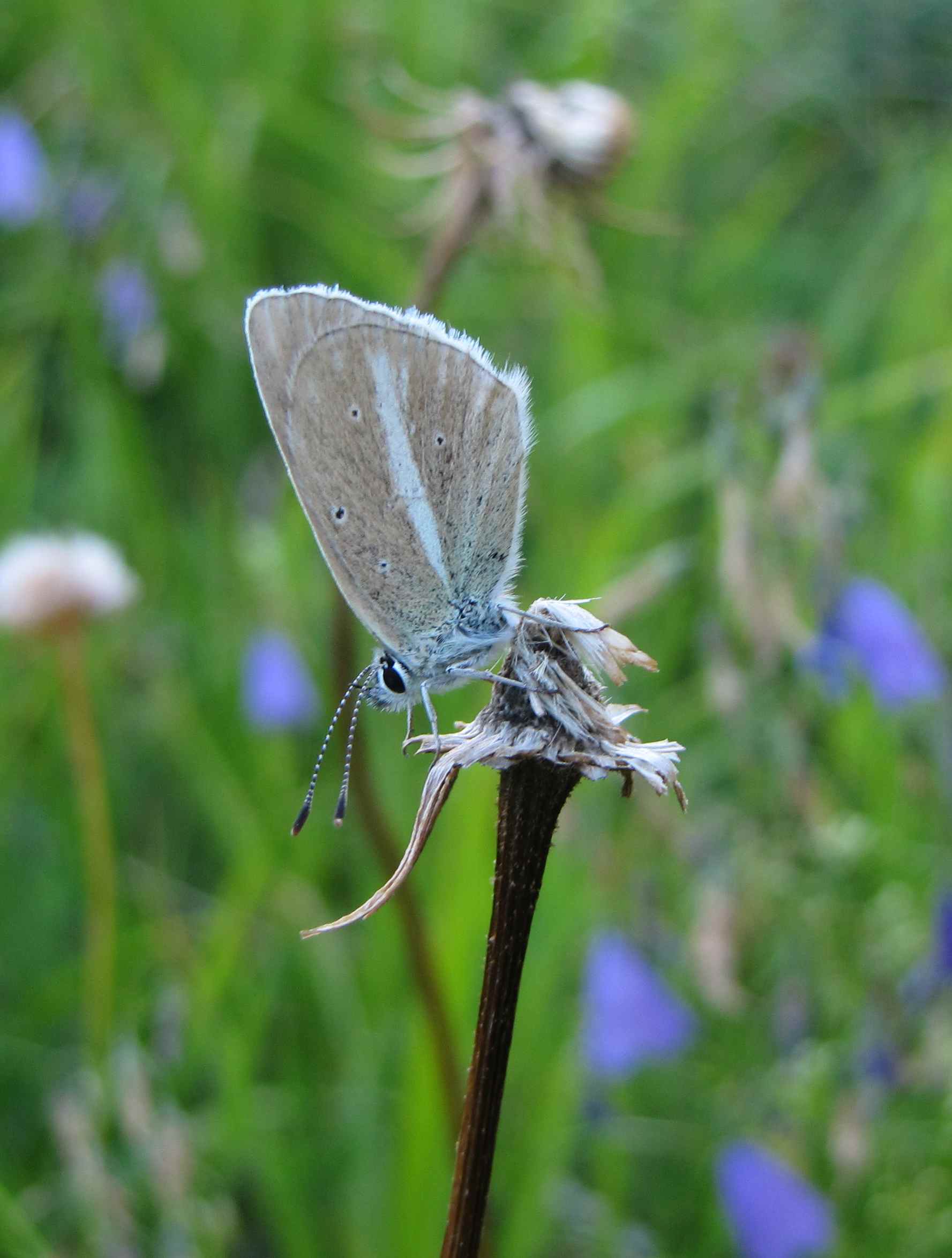 Polyommatus damon